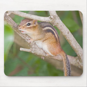 Alfombrilla De Ratón Chipmonk