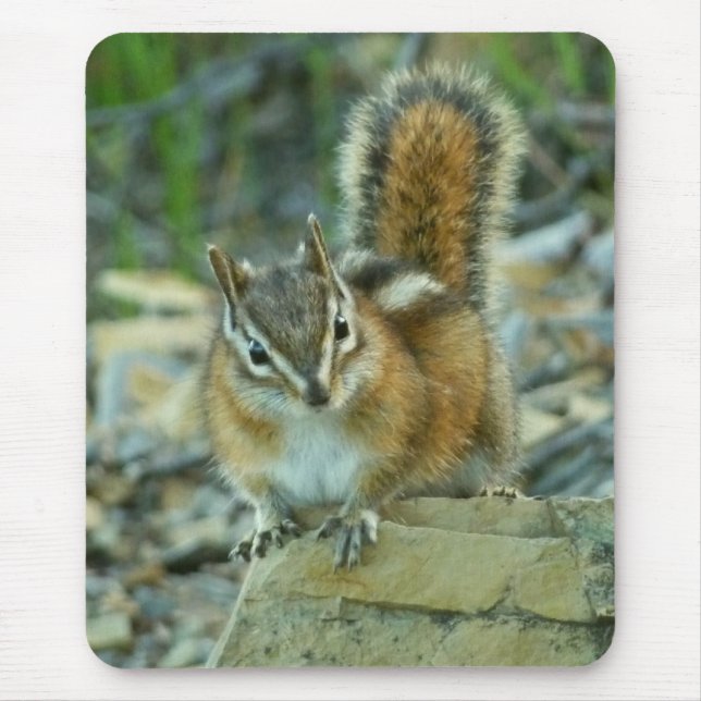 Alfombrilla De Ratón Chipmunk en el Parque Nacional Glaciar (Frente)