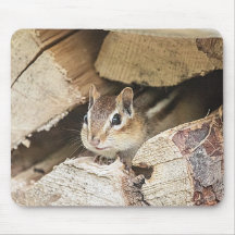 Chipmunk en una pila de madera