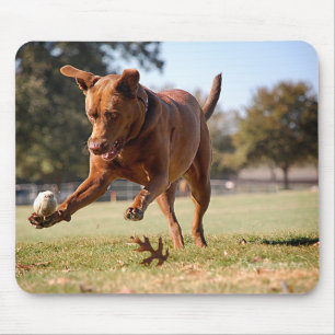 Alfombrilla De Ratón Chocolate Lab Pit Mix Dog Chcheking Ball