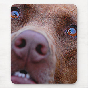 Alfombrilla De Ratón Chocolate Lab Pit Mix Dog Nose
