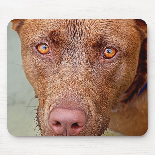 Alfombrilla De Ratón Chocolate Lab Pit Mix Dog Retrato 2 (Frente)