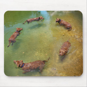 Alfombrilla De Ratón Chocolate Lab Pit Mix Dog Swimming in Circles