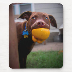 Alfombrilla De Ratón Chocolate Lab Pit Puppy con bolas