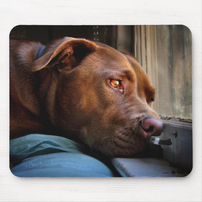 Alfombrilla De Ratón Chocolate Lab Pit Puppy Window Watching (Frente)