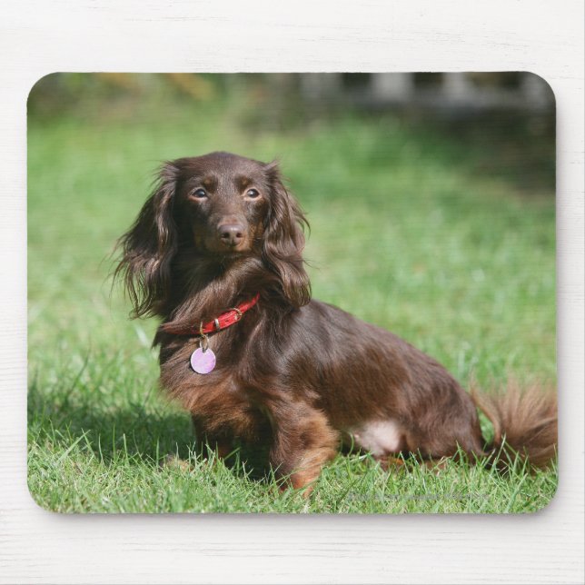 Alfombrilla De Ratón Chocolate y Dachshund miniatura de pelo largo del (Frente)