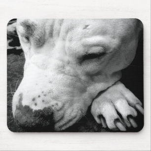Alfombrilla De Ratón cicatriz de harry potter perro pit bull blanco