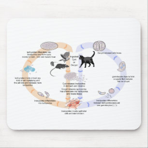 Alfombrilla De Ratón Ciclo de vida del diagrama de la almohadilla del r
