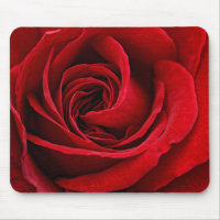 Cierre brillante del rosa rojo para arriba
