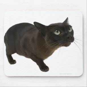 Alfombrilla De Ratón Cierre de un gato 2