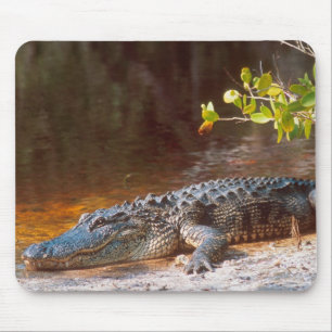 Alfombrilla De Ratón Cierre de un lagarto estadounidense en la J.N.