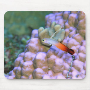 Alfombrilla De Ratón Cierre de un pez dardo al fuego, Okinawa, Japón