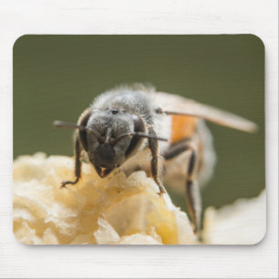 Alfombrilla De Ratón Cierre de una abeja en una colmena
