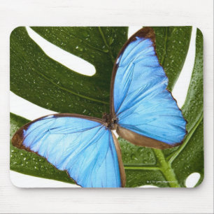 Alfombrilla De Ratón Cierre de una mariposa morfa azul en una palmera