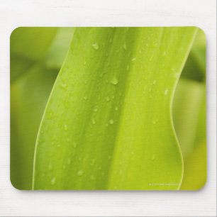 Alfombrilla De Ratón Ciérrese para arriba de la hoja tropical mojada