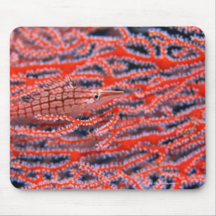 Alfombrilla De Ratón Ciérrese para arriba de un pescado largo del