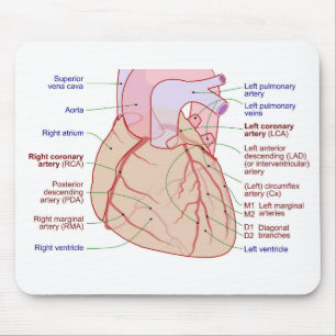 Alfombrilla De Ratón Circulación de arterias coronarias Diagrama del co