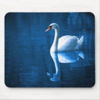 cisne blanco bonito flotando en un lago azul