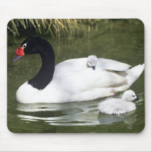 Alfombrilla De Ratón Cisne de cuello negro adulto y crías en el agua.