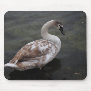 Alfombrilla De Ratón Cisne del bebé
