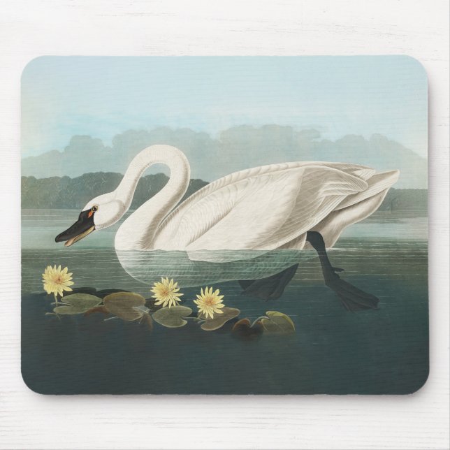 Alfombrilla De Ratón cisnes de agua blanca de cisne audubon (Frente)