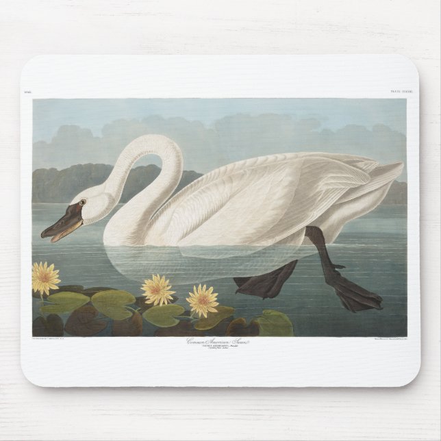 Alfombrilla De Ratón cisnes de agua blanca de cisne audubon (Frente)