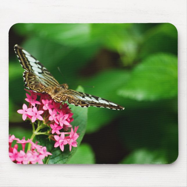 Alfombrilla De Ratón Clipper en Pentas 2 Mousepad (Frente)