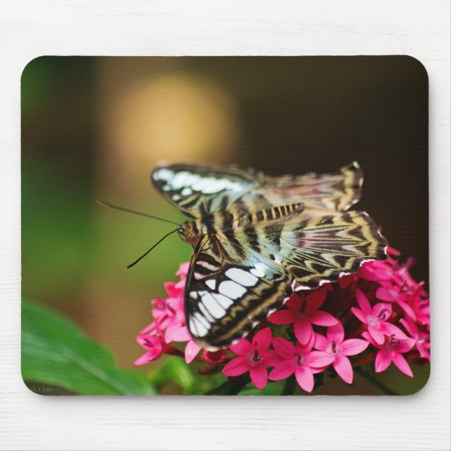 Alfombrilla De Ratón Clipper en Pentas 3 Mousepad (Frente)