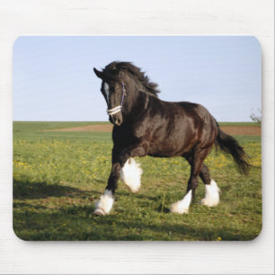 Alfombrilla De Ratón Clydesdale Horse