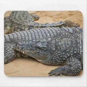 Alfombrilla De Ratón Cocodrilos