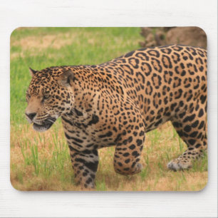 Alfombrilla De Ratón Cojín de ratón de Jaguar