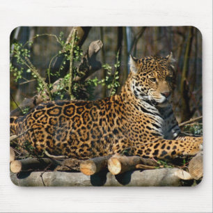 Alfombrilla De Ratón Cojín de ratón de Jaguar del Panthera