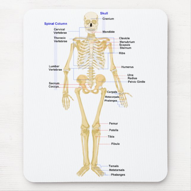 Alfombrilla De Ratón Cojín de ratón de la biología (Frente)