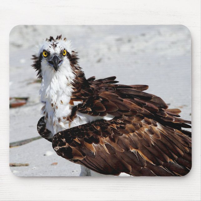 Alfombrilla De Ratón Cojín de ratón de Osprey (Frente)