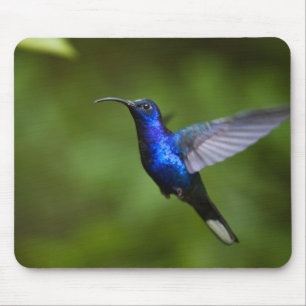 ALFOMBRILLA DE RATÓN COJÍN DE RATÓN DEL COLIBRÍ