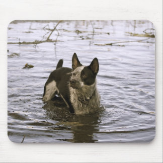 Alfombrilla De Ratón Cojín de ratón del perro de Queensland Heeler