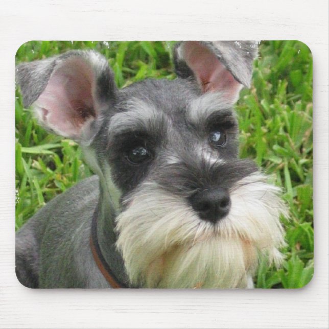 Alfombrilla De Ratón Cojín de ratón del Schnauzer miniatura (Frente)