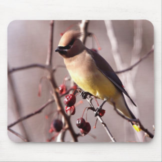 Alfombrilla De Ratón Cojín de ratón del Waxwing de cedro