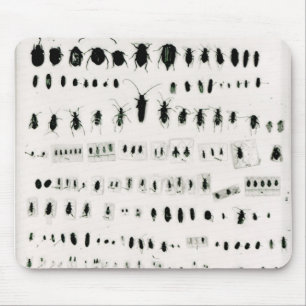 Alfombrilla De Ratón Colección del insecto de Darwin