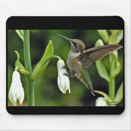 Alfombrilla De Ratón Colibrí