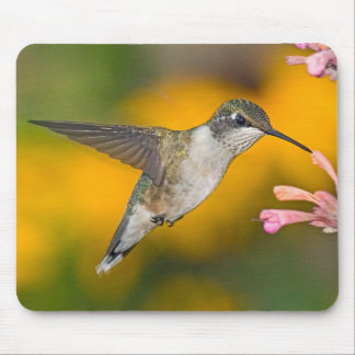 Alfombrilla De Ratón Colibrí 4 Mousepad
