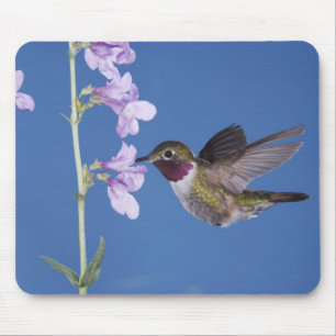 Alfombrilla De Ratón Colibrí de cola ancha, Selasphorus