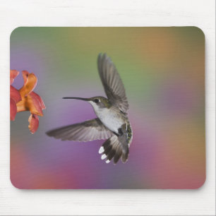 Alfombrilla De Ratón Colibrí de garganta rubí hembra en vuelo
