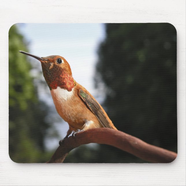 Alfombrilla De Ratón Colibrí de Rufous para hombres - Mousepad (Frente)