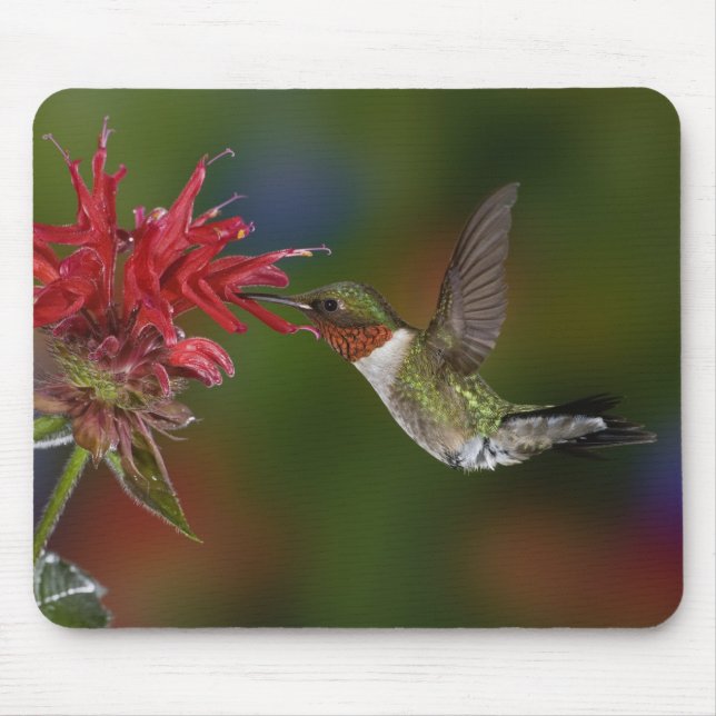 Alfombrilla De Ratón Colibrí garganta de rubí macho (Frente)
