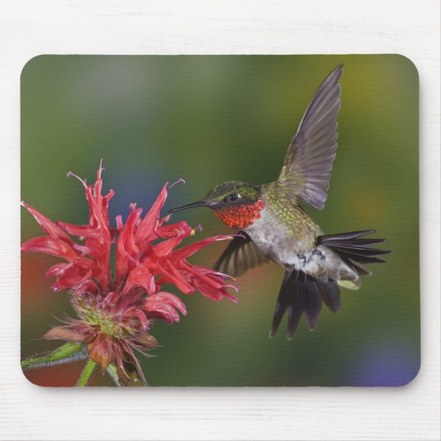 Alfombrilla De Ratón Colibrí garganta de rubí macho (Frente)