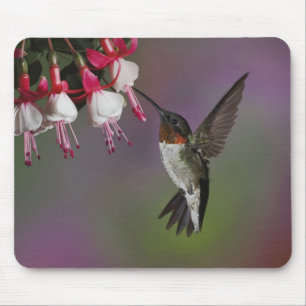 Alfombrilla De Ratón Colibrí garganta rubí macho, Archilochus