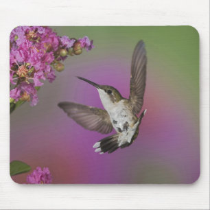 Alfombrilla De Ratón Colibrí garganta rubí macho juvenil