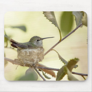 Alfombrilla De Ratón Colibrí hembra en su nido