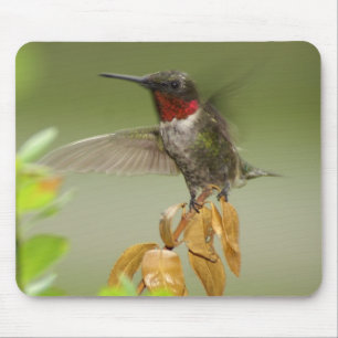 Alfombrilla De Ratón Colibrí impresionante